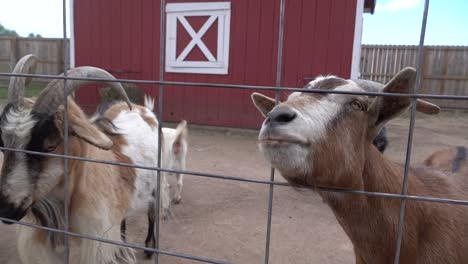 Goats-trying-to-poke-their-heads-through-fence-on-a-farm