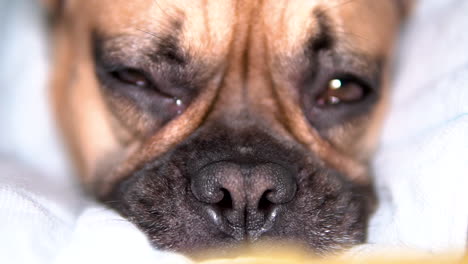 primer plano de nariz de bulldog francés, ojos de perro guiñando un ojo