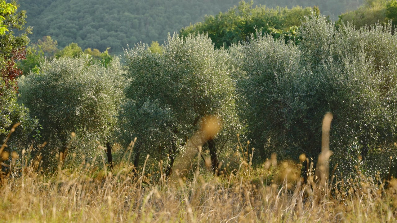 Grove of olive trees variety of Frantoio cultivated in Mediterranean climate for oil production in Tuscany Italy. Hot summer day outdoors. Extra virgin olive oil from old trees with yellow dry weeds