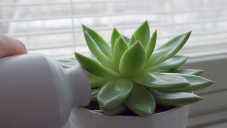 small houseplant being watered next to a window