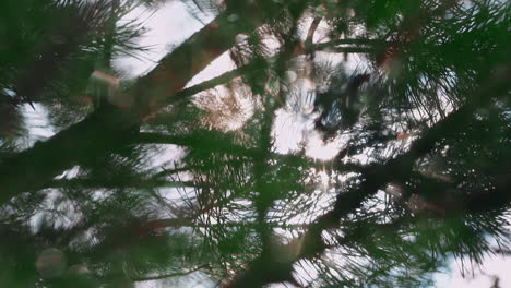 Silhouettes-of-fir-tree-twigs-in-forest-at-bright-sunlight