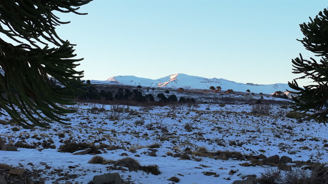 Aerial fly between two monkey tail trees standing in snowy mountain landscape near Caviahue village, Caviahue-Copahue, Neuquén, Argentina