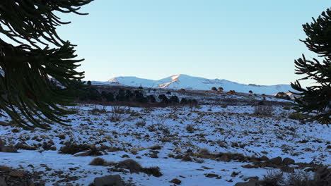aerial fly between two monkey tail trees standing in snowy mountain landscape near caviahue village, caviahue-copahue, neuquén, argentina