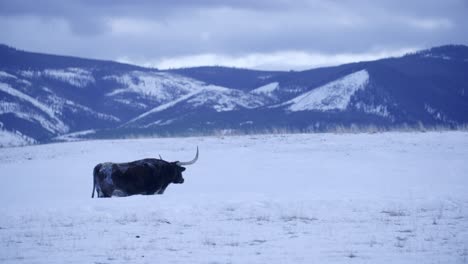 texas longhorn cattle in snow field