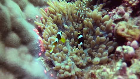 baby clark's anenomefish hiding in underwater coral reef