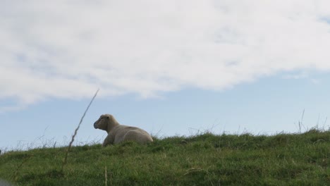 Sheep-Graze-In-The-Enclosure-At-Holy-Island,-Anglesey,-Wales-3