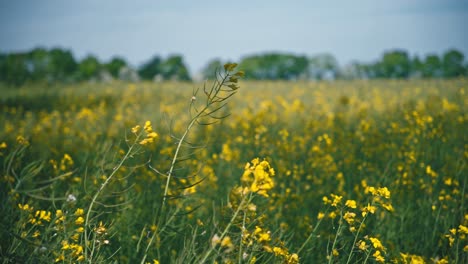 Rapsblüte-Aus-Nächster-Nähe-In-Einem-Gelben-Feld-In-Dänemark