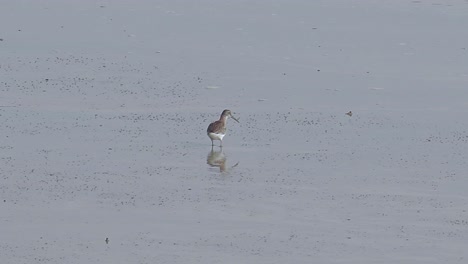 Grey-tailed-Tattler-fishing-on-mudflats