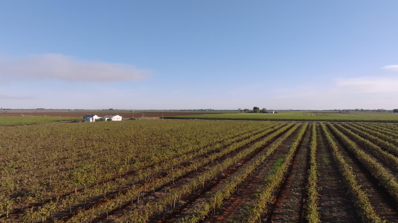 Aerial: Drone show low over vast vineyards in Griffith, NSW Australia