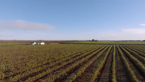 aerial: drone show low over vast vineyards in griffith, nsw australia