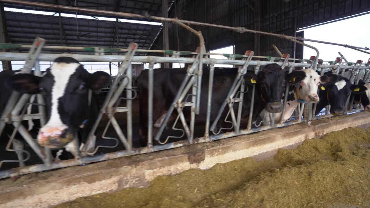 Happy Black and White Breed Cows in Stable, Sustainable Farm with Grazing Animals and Straw Beds: Milk Production for the Dairy Products Industry