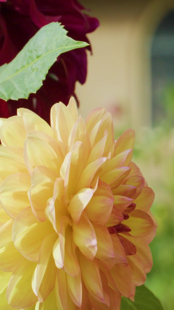 Dahlia kuning cerah dan merah marun pekat bergoyang lembut di latar taman dengan fokus lembut