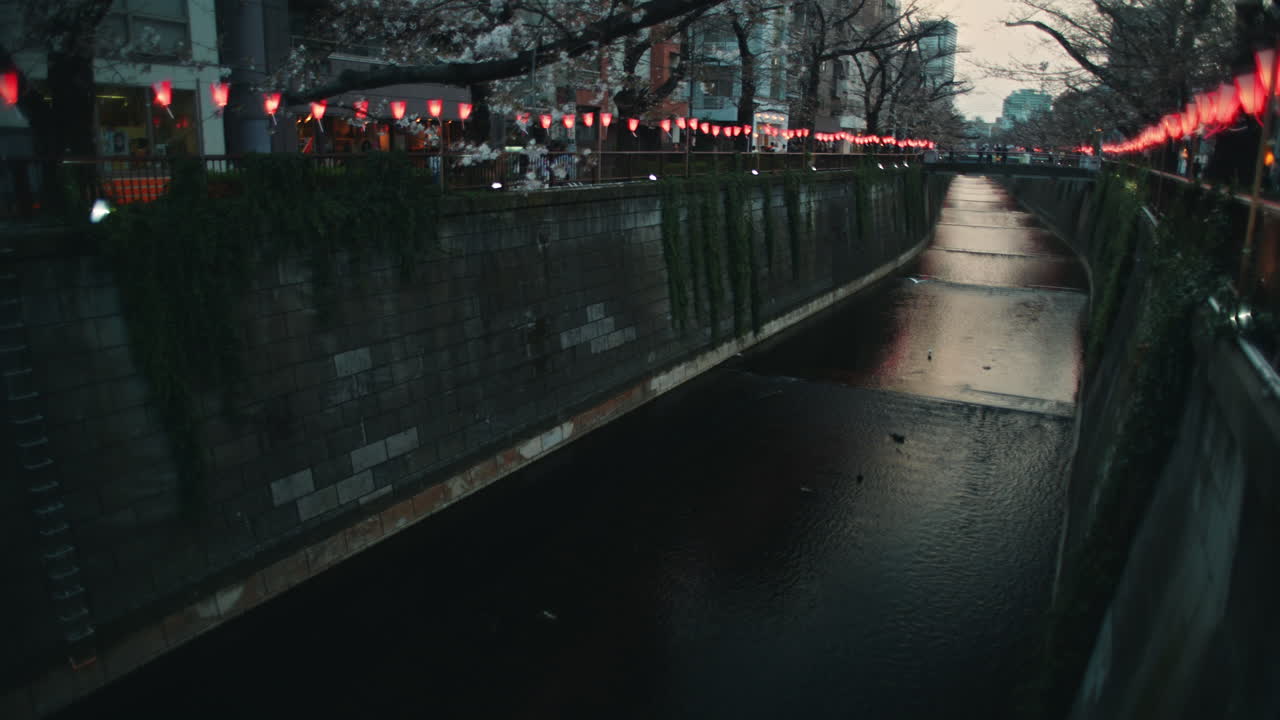 Cherry Blossom Canal at Night