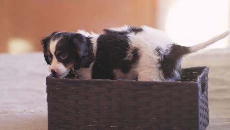 Shot of a cute puppy jumping out of a basket in living room