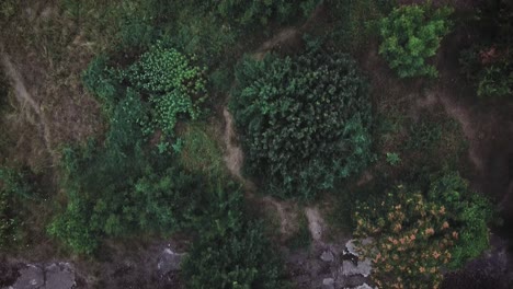 Drone-shot-over-some-trees-in-the-Urban-Delta-of-Vacaresti-in-Bucharest,-Romania