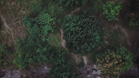 drone shot over some trees in the urban delta of vacaresti in bucharest, romania