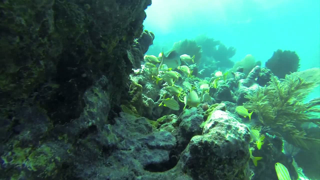 hermosos peces tropicales nadan alrededor de un arrecife bajo el agua 2