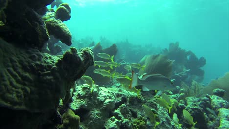 Hermosos-Peces-Tropicales-Nadan-Alrededor-De-Un-Arrecife-Bajo-El-Agua-2