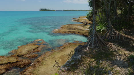 Mangrove-trees-growing-on-Pacific-island-coastline,-tropical-island-scenery