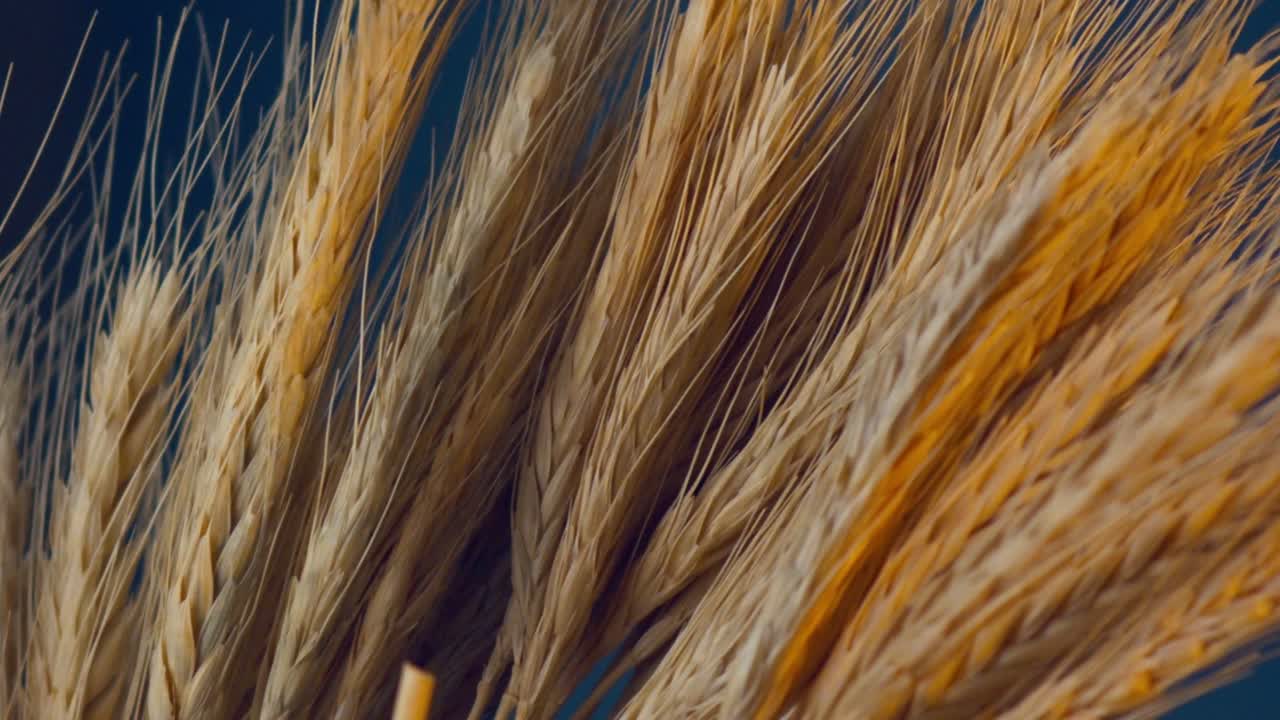 trigo en macro disparar a cámara lenta