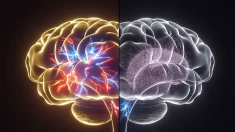 dual perspective of brain activity and neural networks