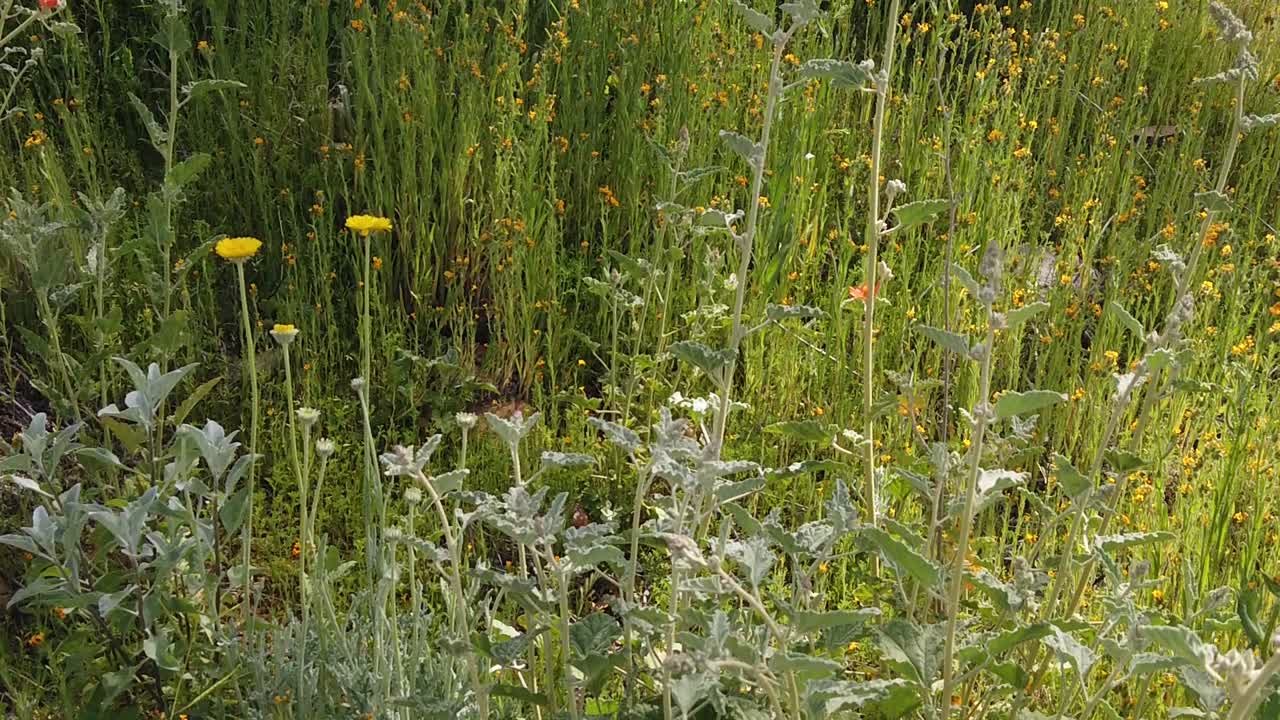 Tilt-up from mallow and desert Marigolds to stalks of Fiddlerneck ferns and wildflowers, Apache Wash, Trailhead, Sonoran Preserve, Phoenix, Arizona.