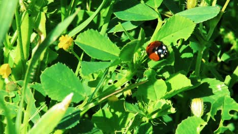 ladybird insect on plant leaves and flowers