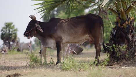 cows standing under a palm tree in a rural field