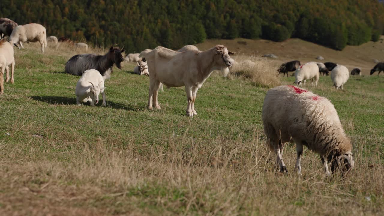 Sheep and goats graze, lay, and stand peacefully on the lush grasslands of Durmitor