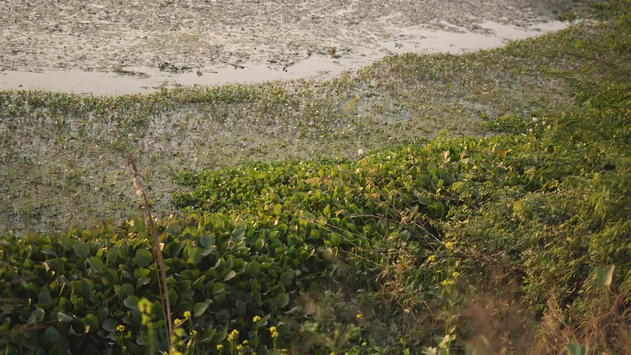 pan shot of water chestnut or singhada plants in a pond of north india