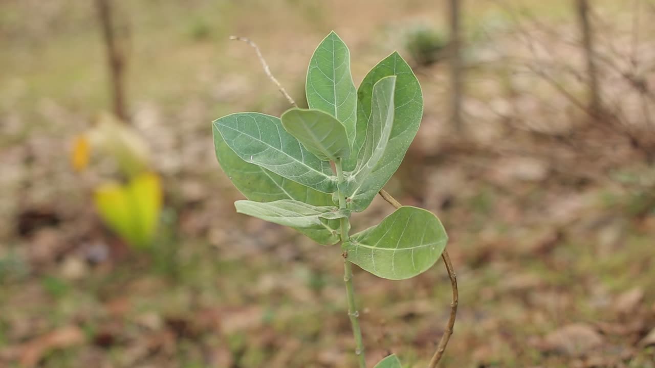 nueva planta de flor de corona con hojas verdes escasas y tallo leñoso