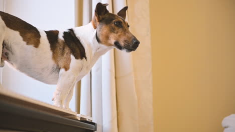 camera focuses on a dog standing over a keyboard near a window in living room