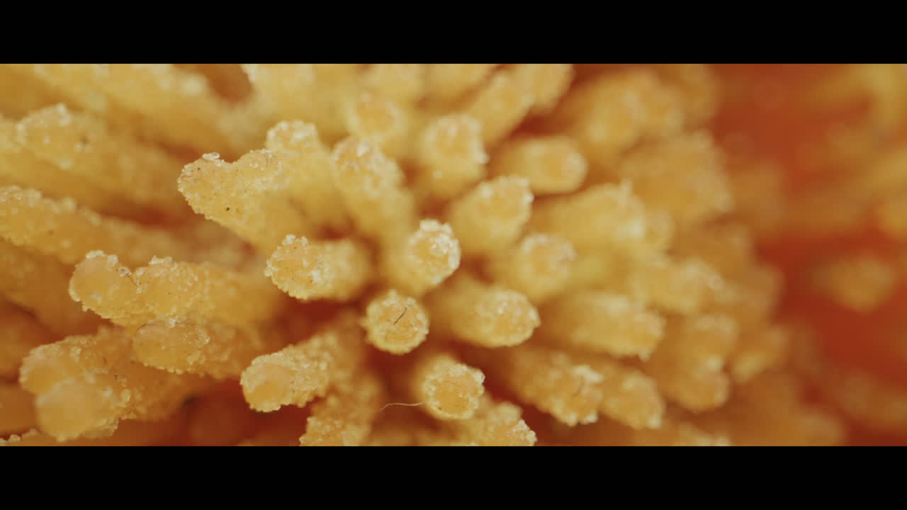 Close-up of Flower Stamen