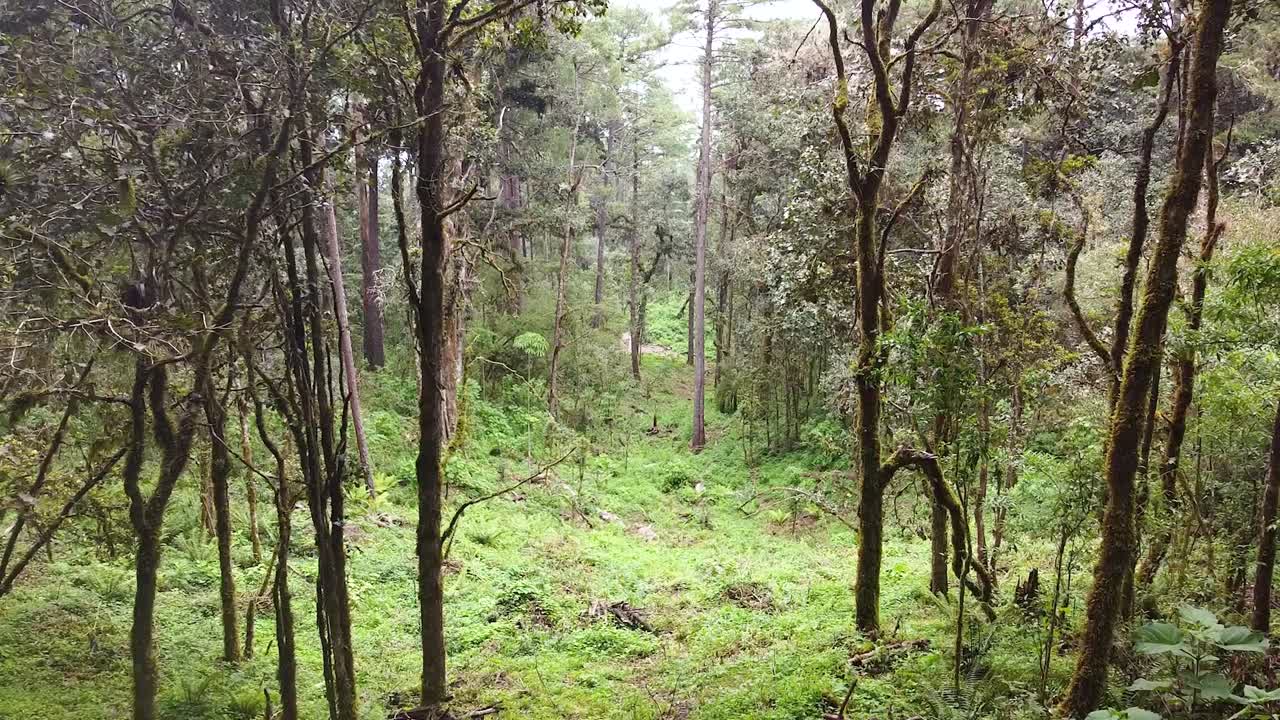 vuelo constante del avión no tripulado a través del bosque brumoso en oaxaca, méxico