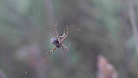 먹이와 웹에 앉아 argiope argentata 거미의 근접