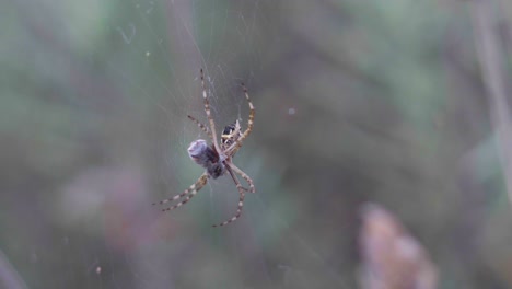 close-up of an argiope argentata spider sitting on the web with prey