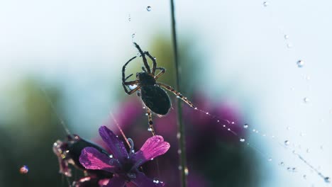 spider on a dew-covered web