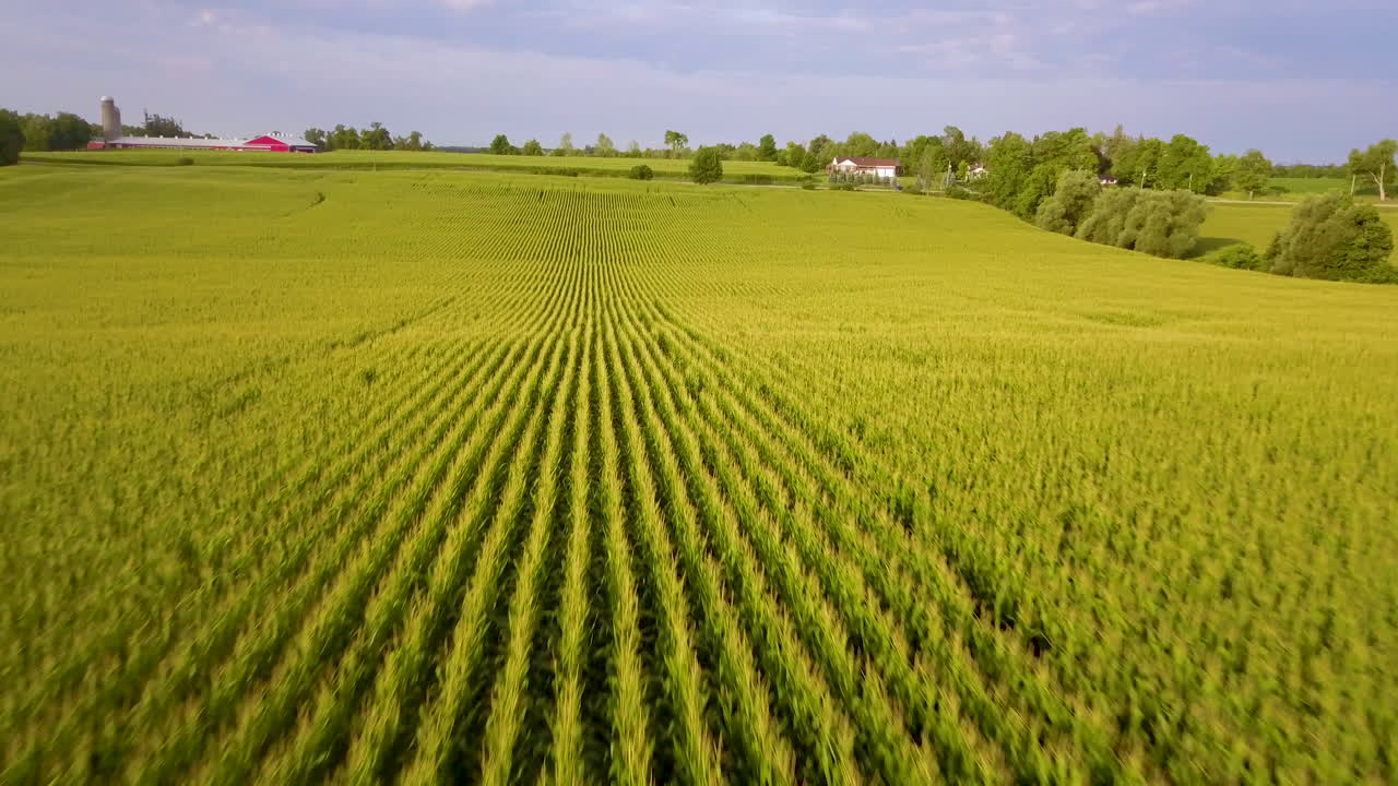 низкий полет самолета над большим кукурузным полем