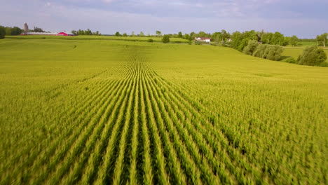 low aerial flying over a large corn field