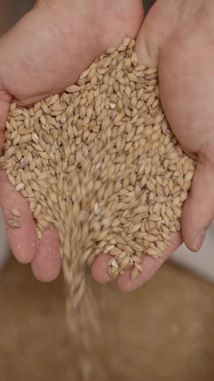 Close-up of hands pouring barley or malt grains