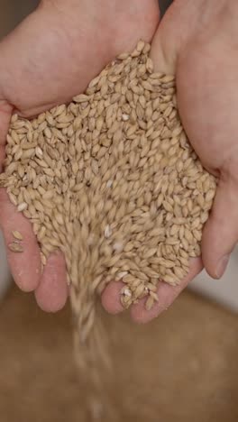 close-up of hands pouring barley or malt grains