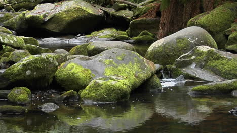 moss covered rocks are reflected in a stream