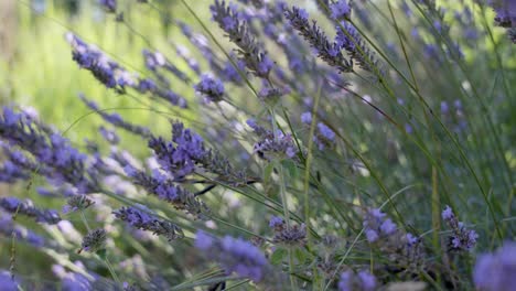 A-single-bee-collects-pollen-from-the-heather