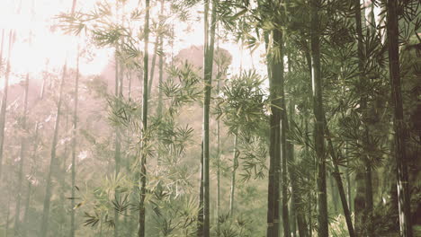 bosque de bambú con luz solar natural de la mañana en el jardín plantado