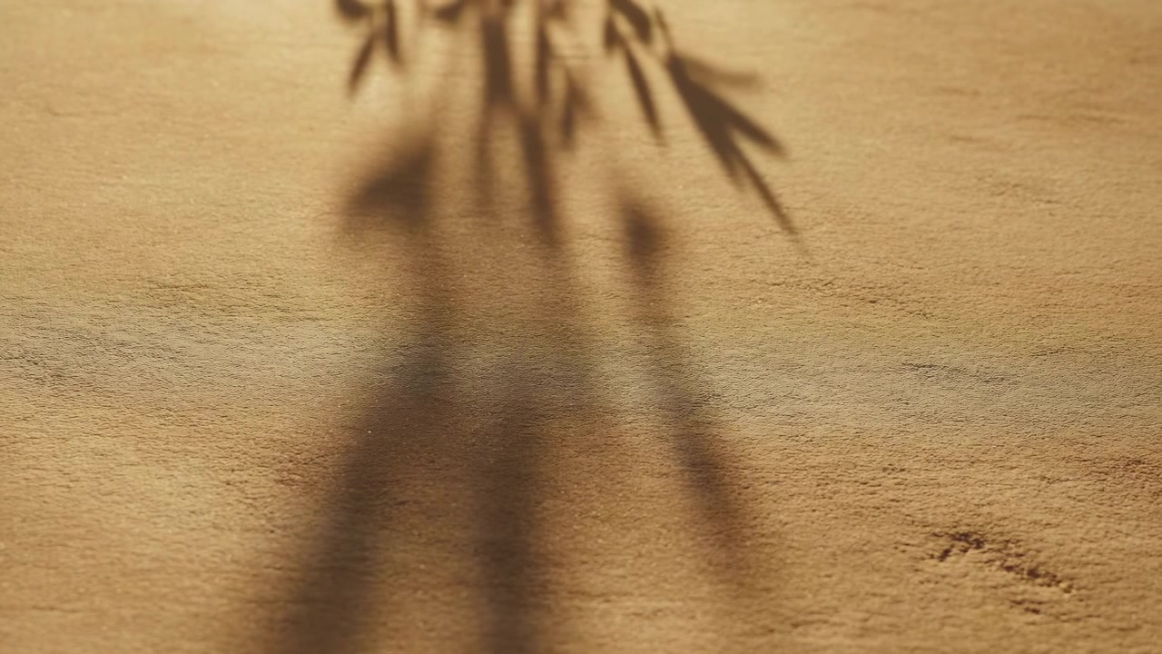 Warm textured sand fills the frame, with soft palm-like shadows falling from the top center toward the lower area in gentle golden sunlight
