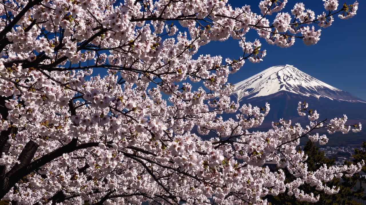 A low-angle shot captures cherry blossoms in full bloom with a majestic snow-capped mountain