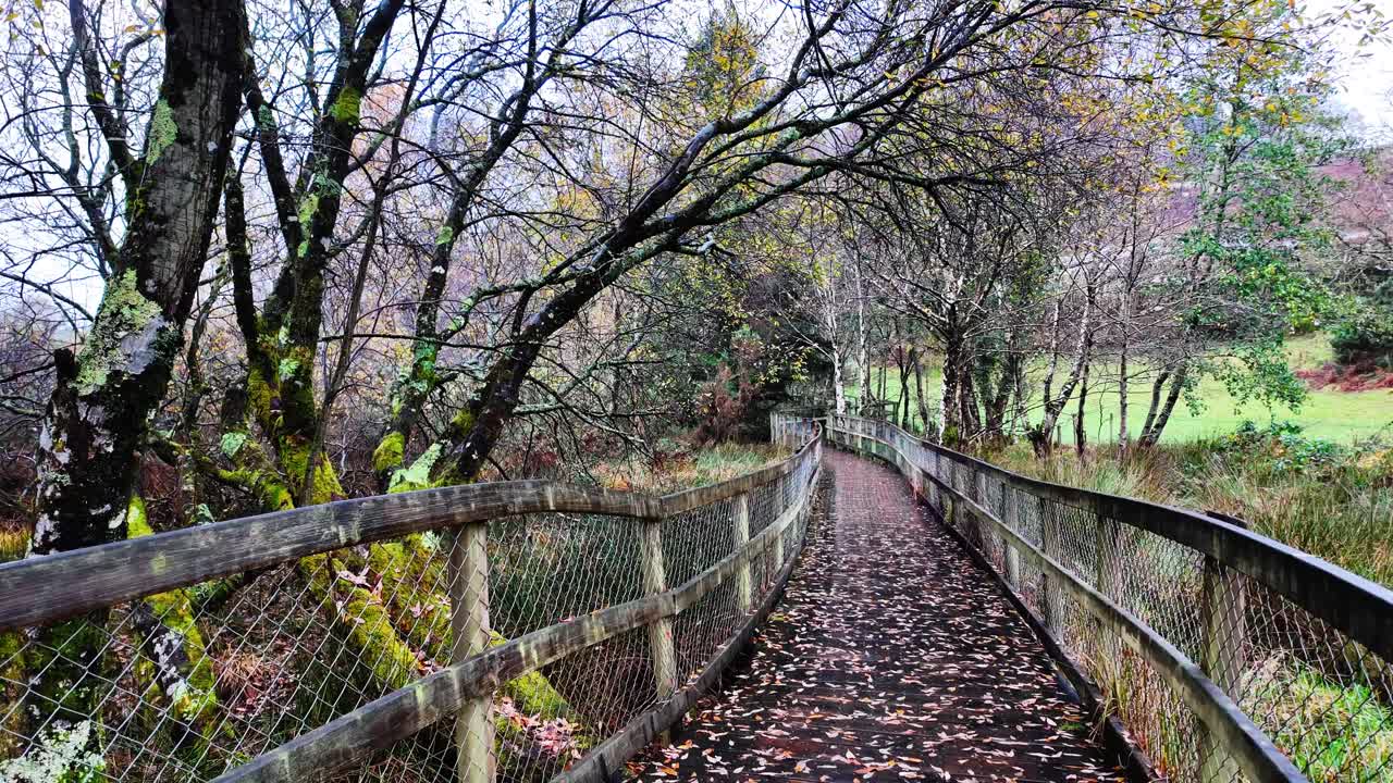 아일랜드의 서사시적인 장소: 아일랜드의 겨울 풍경, 숲을 가로질러 걸어가는 길, 글렌달로우, 위클로우 산맥, 아이리, 겨울의 원더랜드