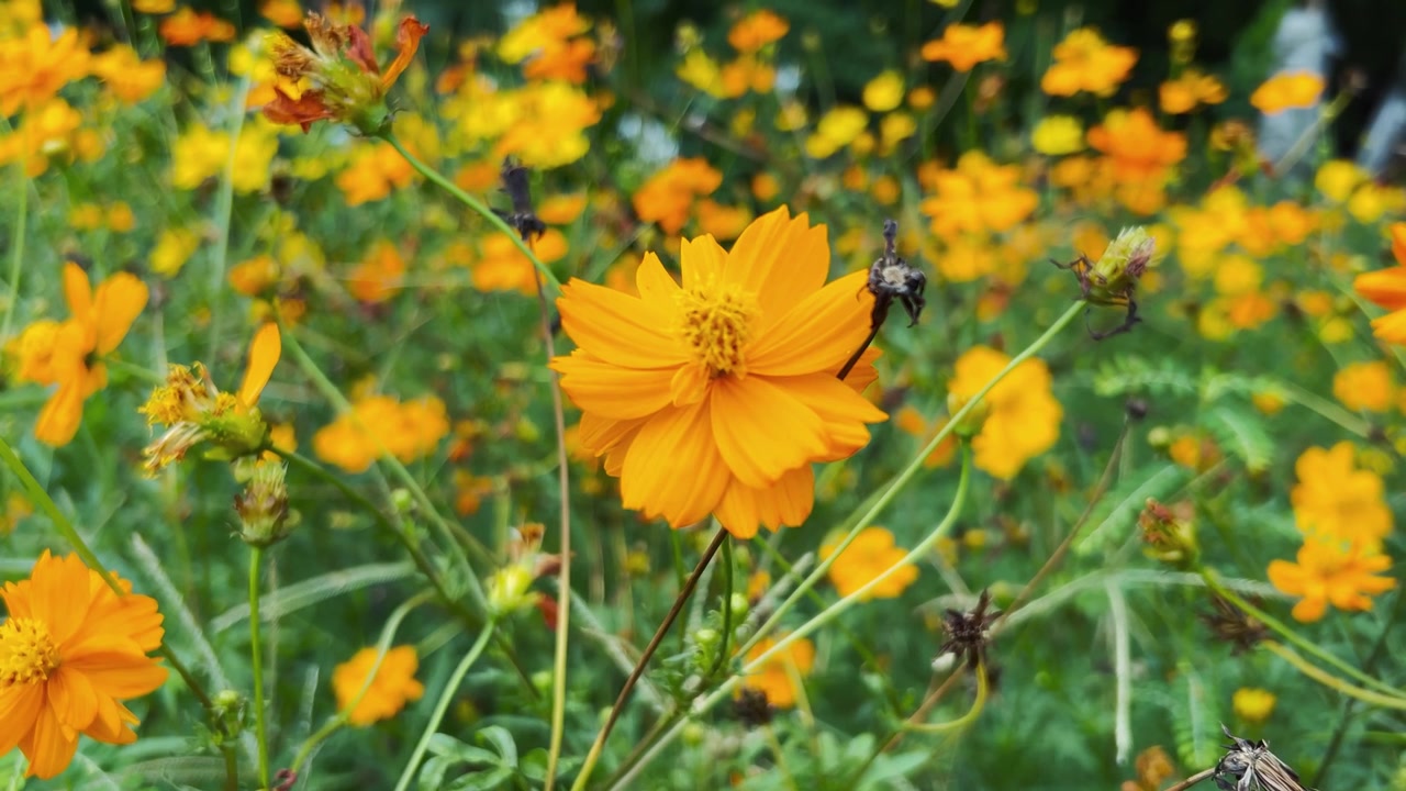 Fiori di Cosmos gialli vivaci che sbocciano in un giardino
