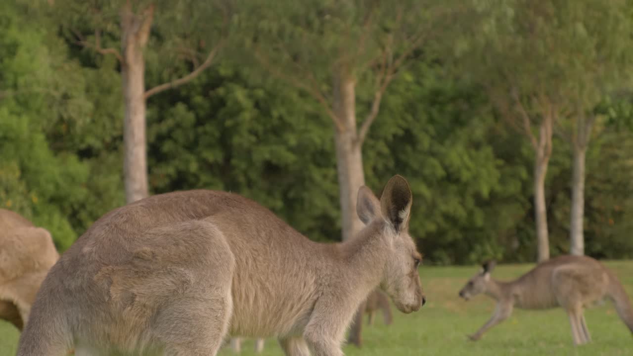 familia de canguros grises orientales comiendo hierba verde fresca durante el día - santuario de canguros en gold coast, qld, australia