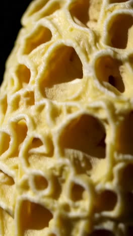 close-up of a honeycomb fungus